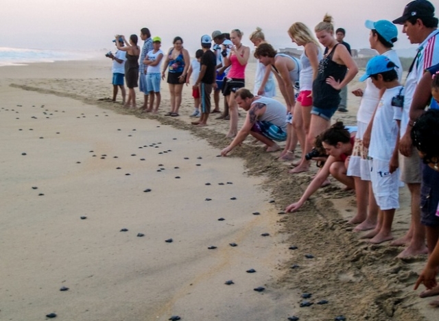  Nascimento de tartarugas 